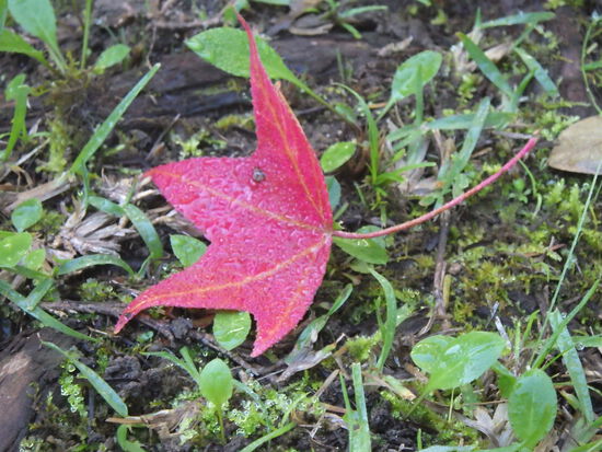 【秋の散歩道】山茶花（さざんか）の花開く前の日・紅葉に差し込む朝陽
