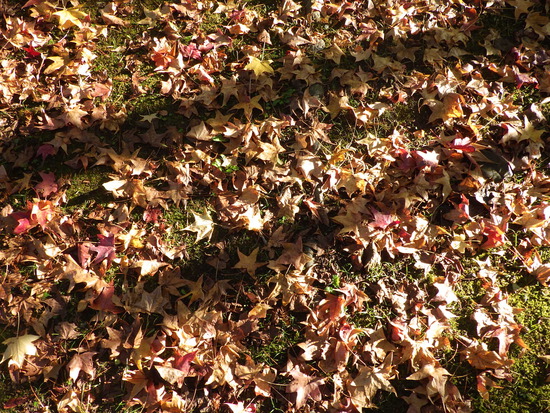 【秋の散歩道】山茶花（さざんか）の花開く前の日・紅葉に差し込む朝陽