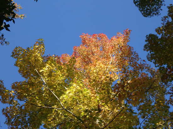 【秋の散歩道】山茶花（さざんか）の花開く前の日・紅葉に差し込む朝陽