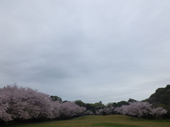 【春の花リレー2024】森の水車公園の桜道　最後の満開は曇り空