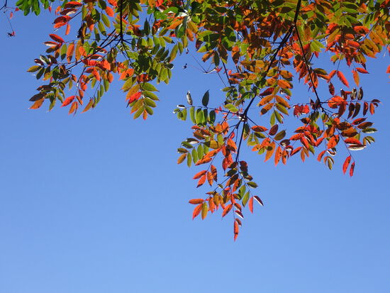 【秋の散歩道】山茶花（さざんか）の花開く前の日・紅葉に差し込む朝陽