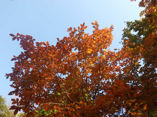 【秋の散歩道】山茶花（さざんか）の花開く前の日・紅葉に差し込む朝陽