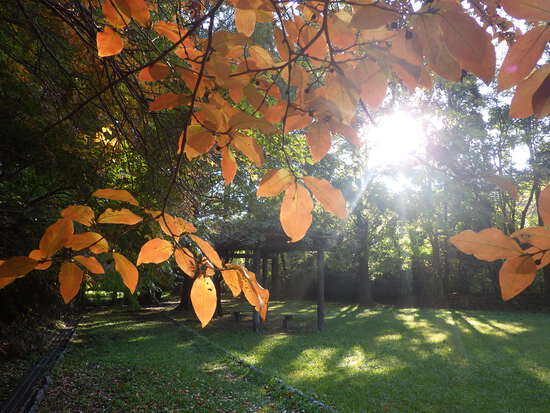 【秋の散歩道】山茶花（さざんか）の花開く前の日・紅葉に差し込む朝陽