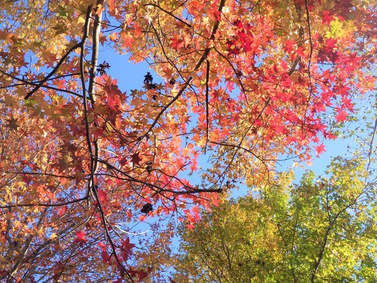 【秋の散歩道】秋を満悦！紅葉の水車公園の風景