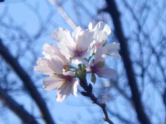 【秋の散歩道】山茶花（さざんか）の花開く前の日・紅葉に差し込む朝陽