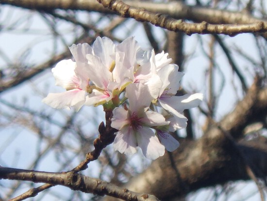 【秋の散歩道】山茶花（さざんか）の花開く前の日・紅葉に差し込む朝陽