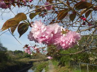 【春の花リレー2024】春の空は八重桜色　たんぽぽ色の絨毯 2024/04/13 16:10:49