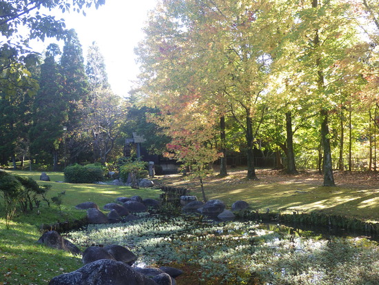 【秋の散歩道】加速する紅葉の秋・山茶花（さざんか）が花開く水車公園