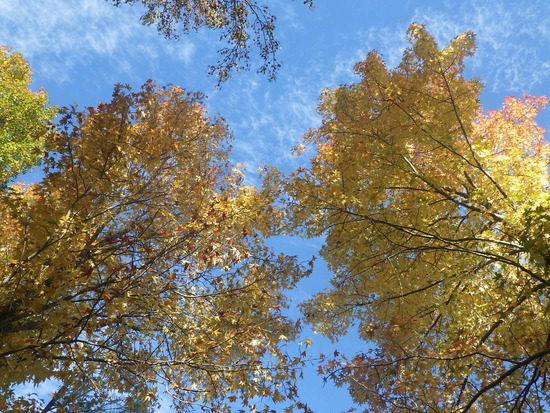 【秋の散歩道】加速する紅葉の秋・山茶花（さざんか）が花開く水車公園