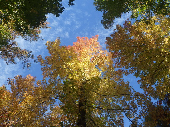 【秋の散歩道】加速する紅葉の秋・山茶花（さざんか）が花開く水車公園