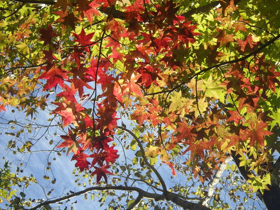 【秋の散歩道】加速する紅葉の秋・山茶花（さざんか）が花開く水車公園