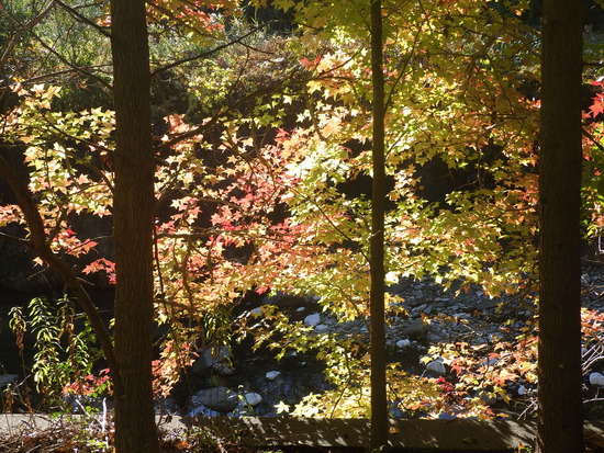 【秋の散歩道】加速する紅葉の秋・山茶花（さざんか）が花開く水車公園
