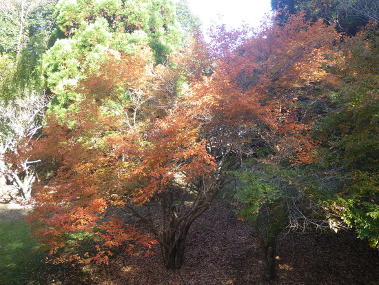 【秋の散歩道】加速する紅葉の秋・山茶花（さざんか）が花開く水車公園