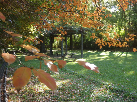 【秋の散歩道】加速する紅葉の秋・山茶花（さざんか）が花開く水車公園