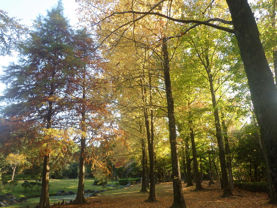 【秋の散歩道】見上げてごらん朝の紅葉・水車公園の秋