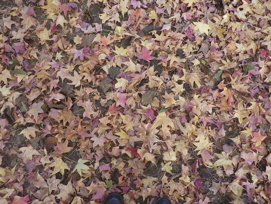 【秋の散歩道】見上げてごらん朝の紅葉・水車公園の秋
