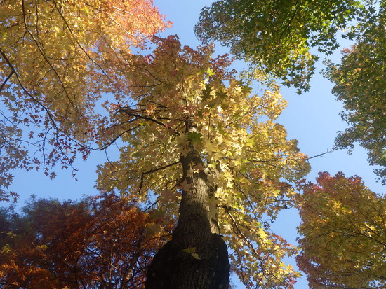 【秋の散歩道】見上げてごらん朝の紅葉・水車公園の秋