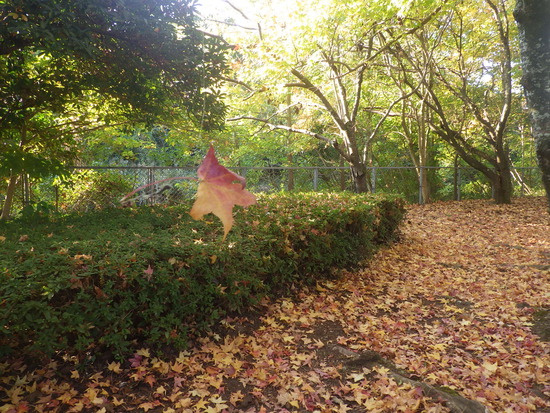 【秋の散歩道】見上げてごらん朝の紅葉・水車公園の秋