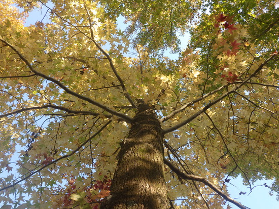 【秋の散歩道】見上げてごらん朝の紅葉・水車公園の秋