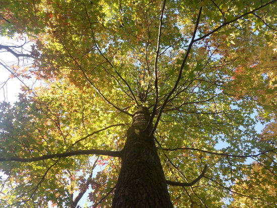 【秋の散歩道】見上げてごらん朝の紅葉・水車公園の秋