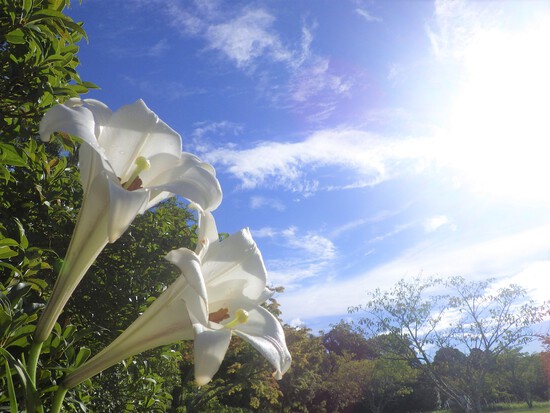 【夏の光と緑の風景】夏空に向かって咲く花