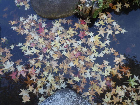 【秋の散歩道】見上げてごらん朝の紅葉・水車公園の秋