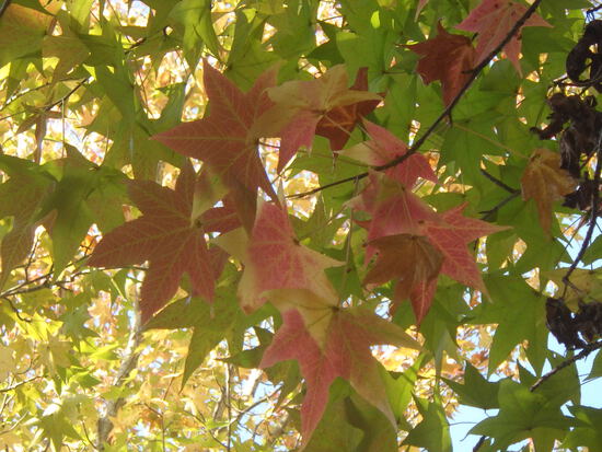【秋の散歩道】見上げてごらん朝の紅葉・水車公園の秋
