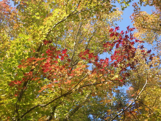 【秋の散歩道】見上げてごらん朝の紅葉・水車公園の秋