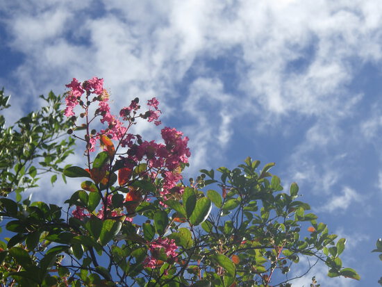 【夏の光と緑の風景】夏空に向かって咲く花