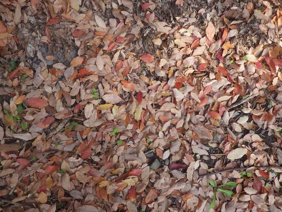 【秋の散歩道】見上げてごらん朝の紅葉・水車公園の秋