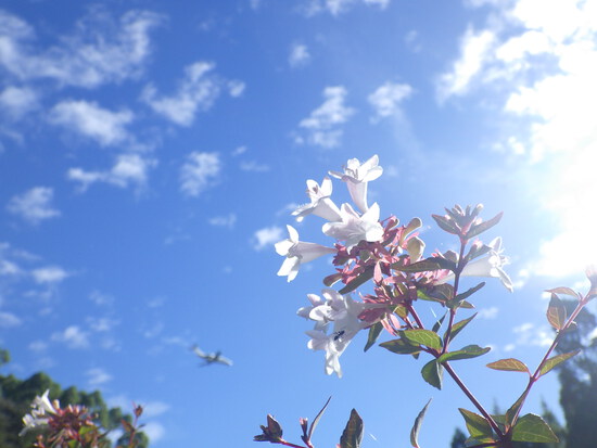 【夏の光と緑の風景】夏空に向かって咲く花
