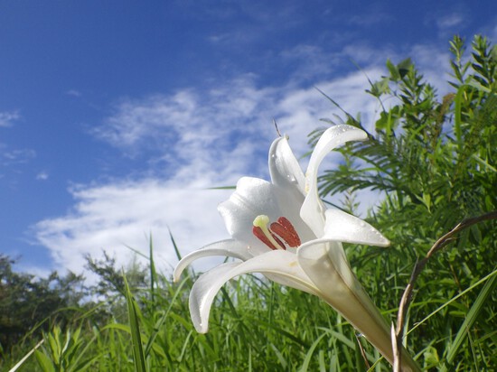 【夏の光と緑の風景】夏空に向かって咲く花