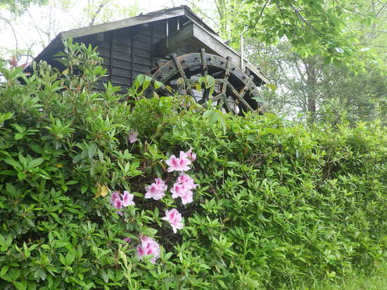 【春の花リレー2024】わたぼうしと藤棚　森の水車公園の風景