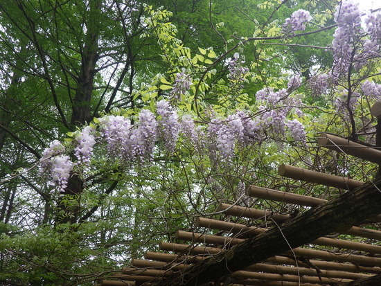 【春の花リレー2024】わたぼうしと藤棚　森の水車公園の風景