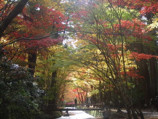 【秋の散歩道】雨あがりの小国神社・古代の森の紅葉風景