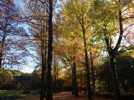 【秋の散歩道】朝陽に輝く紅葉の森・深まる秋の水車公園