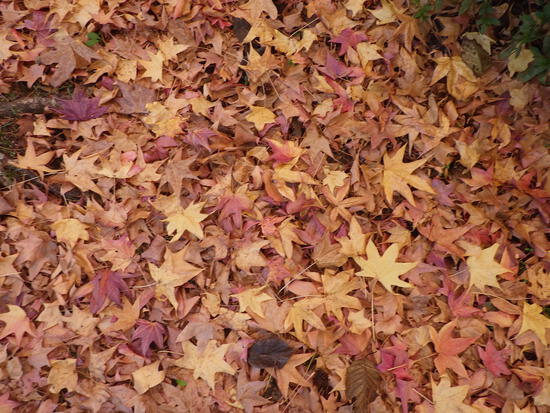 【秋の散歩道】朝陽に輝く紅葉の森・深まる秋の水車公園