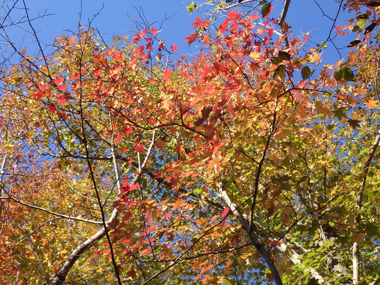 【秋の散歩道】朝陽に輝く紅葉の森・深まる秋の水車公園