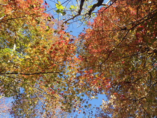 【秋の散歩道】朝陽に輝く紅葉の森・深まる秋の水車公園