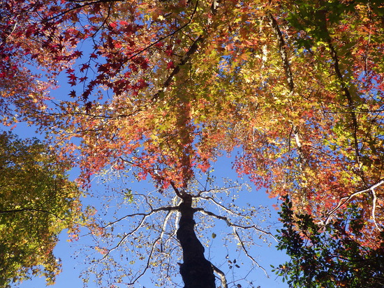 【秋の散歩道】朝陽に輝く紅葉の森・深まる秋の水車公園