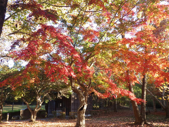 【秋の散歩道】朝陽に輝く紅葉の森・深まる秋の水車公園