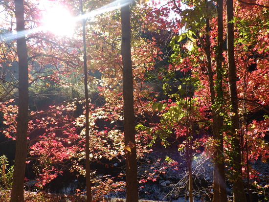 【秋の散歩道】朝陽に輝く紅葉の森・深まる秋の水車公園