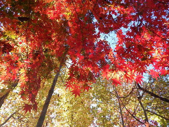 【秋の散歩道】朝陽に輝く紅葉の森・深まる秋の水車公園