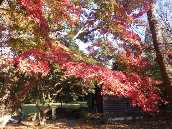 【秋の散歩道】朝陽に輝く紅葉の森・深まる秋の水車公園