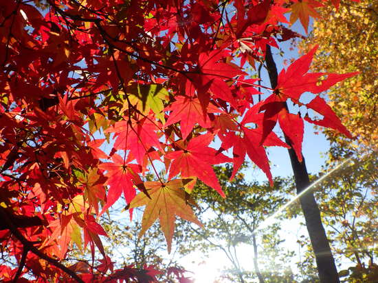 【秋の散歩道】朝陽に輝く紅葉の森・深まる秋の水車公園