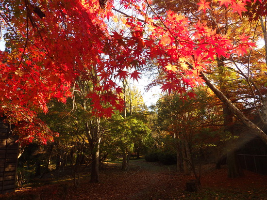 【秋の散歩道】朝陽に輝く紅葉の森・深まる秋の水車公園