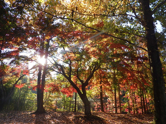 【秋の散歩道】朝陽に輝く紅葉の森・深まる秋の水車公園