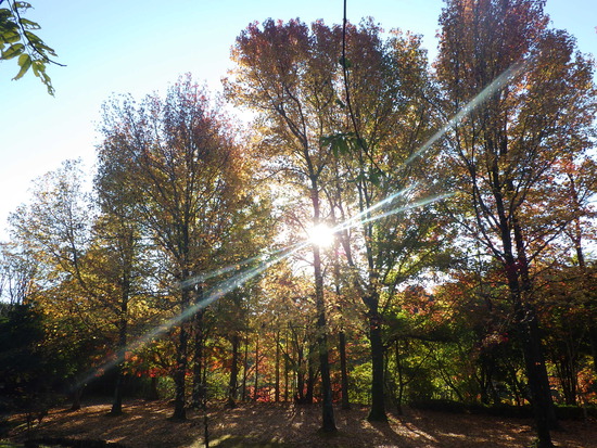 【秋の散歩道】朝陽に輝く紅葉の森・深まる秋の水車公園