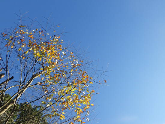 【はままつの空】11/14~11/20　一週間の空の欠片まとめ
