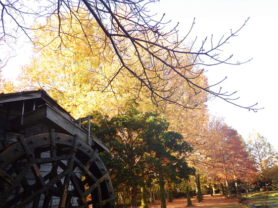 【秋の散歩道】朝陽に輝く紅葉の森・深まる秋の水車公園